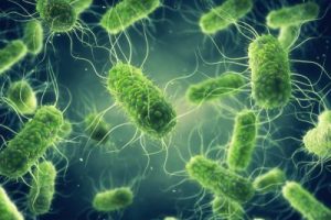 Vi Khuẩn Salmonella – Tất cả những gì bạn cần biết | Thông tin và Kiến thức